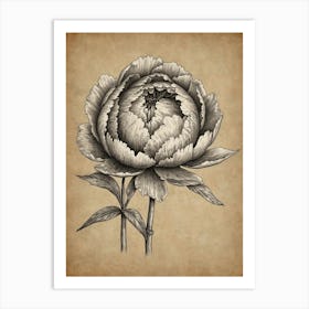 Peony 1 Art Print