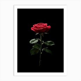 Single Red Rose Isolated On Black Background Art Print