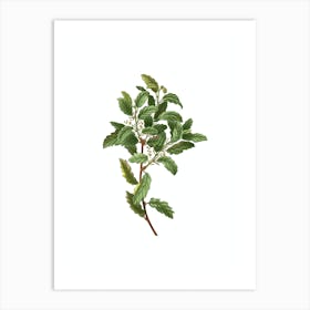 Vintage Evergreen Oak Botanical Illustration on Pure White n.0947 Art Print
