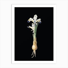 Vintage Iris Persica Botanical Illustration on Solid Black n.0526 Art Print