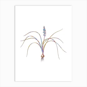 Stained Glass Lachenalia Angustifolia Mosaic Botanical Illustration on White Art Print