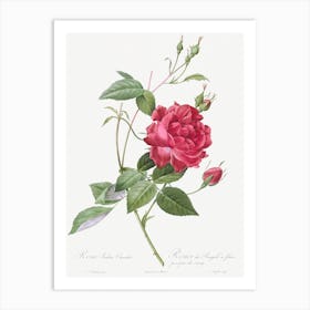 Blood Red Bengal Rose, Rosa Indica Cruneta From Les Roses, Pierre Joseph Redouté Art Print