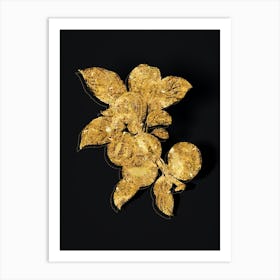 Vintage Apple Botanical in Gold on Black n.0154 Art Print