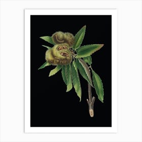 Vintage Spanish Chestnut Botanical Illustration on Solid Black n.0929 Art Print