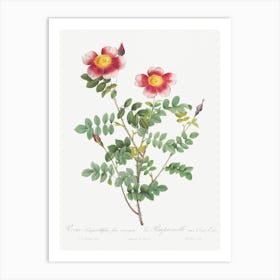 Variegated Flowering Variety Of Burnet Rose, Pierre Joseph Redoute Art Print