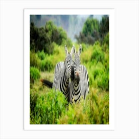 Zebras In The Wild Art Print