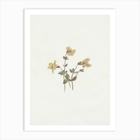 Nasturtium Art Print