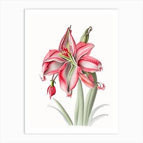 Amaryllis Floral Quentin Blake Inspired Illustration 2 Flower Art Print