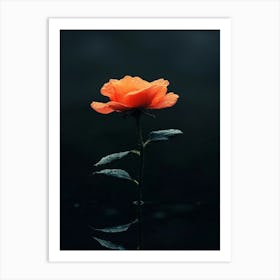 Single Rose 18 Art Print