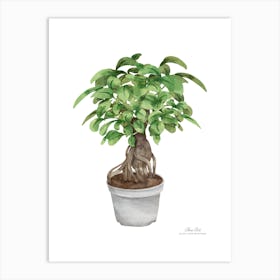 Watercolor Bonsai Tree.A fine artistic print that decorates the place. Art Print