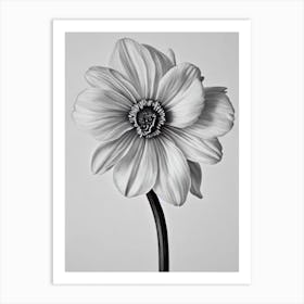 Daffodils B&W Pencil 3 Flower Art Print