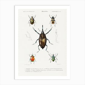 Different Types Of Weevils, Charles Dessalines D' Orbigny Art Print