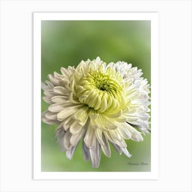 Chrysanthemum Art Print