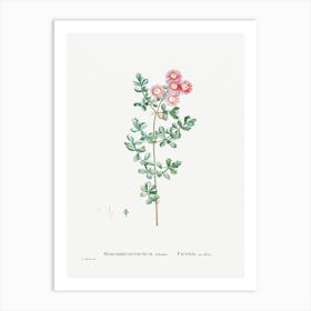 Mesembryanthemum Deltoides, Pierre Joseph Redoute Art Print