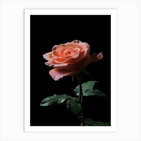 Peach Rose On Black Background 9 Art Print