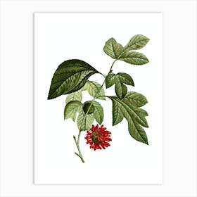 Vintage Paper Mulberry Flower Botanical Illustration on Pure White n.0619 Art Print