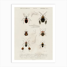 Different Types Of Insects, Charles Dessalines D'Orbigny 4 Art Print