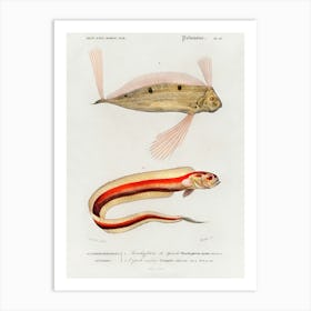 Different Types Of Fishes, Charles Dessalines D'Orbigny 3 Art Print