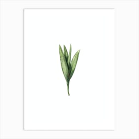 Vintage Autumn Crocus Botanical Illustration on Pure White n.0533 Art Print