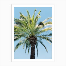 Exotic Palm Tree Art Print