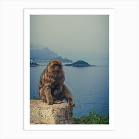 Monkey Sitting On A Rock Art Print