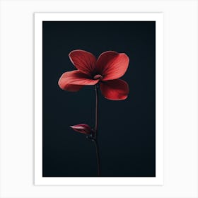 Single Red Flower On Black Background Art Print