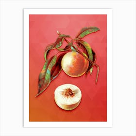 Vintage Peach Botanical Art on Fiery Red n.1265 Art Print