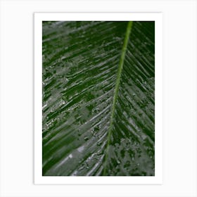 Green botanical tropical leaf with raindrops - Costa Rica summer nature and travel photography by Christa Stroo Photography. Art Print