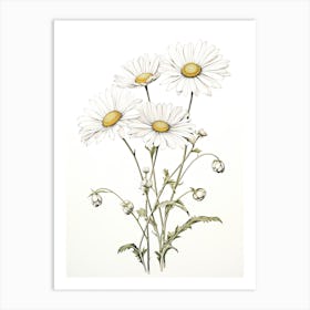 Daisies Flower Vintage Botanical 2 Art Print