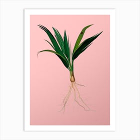 Vintage Date Palm Tree Botanical on Soft Pink n.0091 Art Print