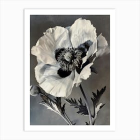 black white wild poppy Art Print