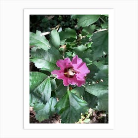 Hibiscus Flower Art Print