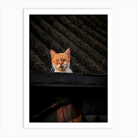 Cat On Roof Art Print