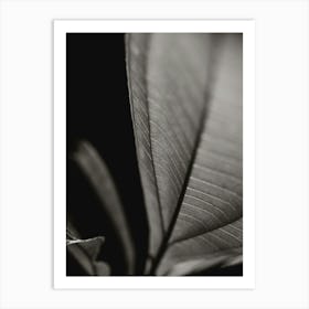 Black And White Leaf Art Print