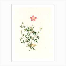 Rosa Rubiginosa 1 Art Print