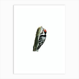 Vintage Lesser Spotted Woodpecker Bird Illustration on Pure White n.0034 Art Print