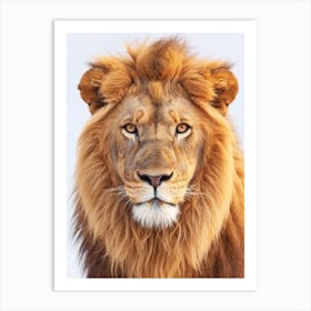 Barbary Lion Portrait Close Up Clipart 2 Art Print