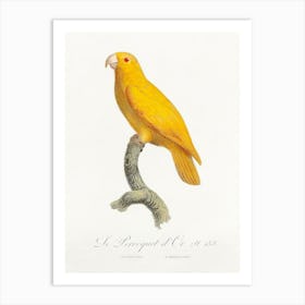 The Pacific Parrotlet, From Natural History Of Parrots, Francois Levaillant Art Print