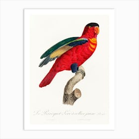 The Purple Naped Lory From Natural History Of Parrots, Francois Levaillant Art Print