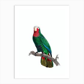 Vintage Cuban Amazon Parrot Bird Illustration on Pure White 3 Art Print