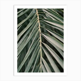 Palm Leaf // Valencia, Spain, Travel & Nature Photography Art Print