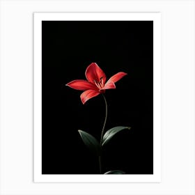 Red Lily Art Print