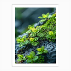 Moss On Rock Art Print