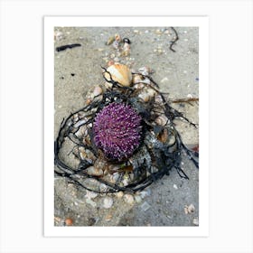 Purple Sea Urchin Art Print