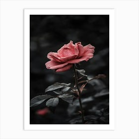 Dark Rose 66 Art Print