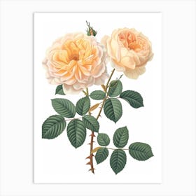 English Roses Painting Rose With Leaves 3 Art Print
