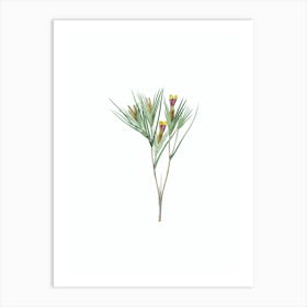 Vintage Witsenia Maura Botanical Illustration on Pure White n.0702 Art Print