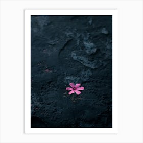 Pink Flower On A Black Background 3 Poster