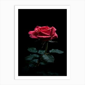 Red Rose On Black Background 21 Art Print