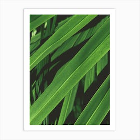 Close Up Of Palm Leaves Art Print